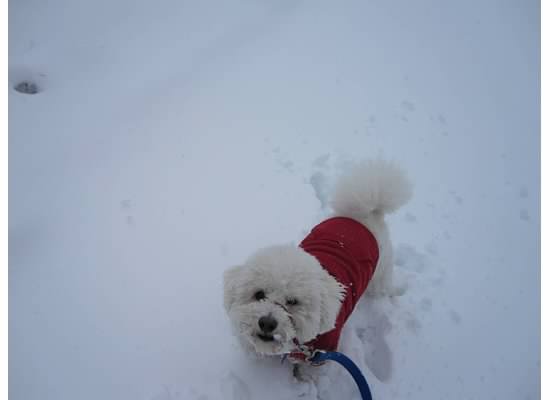 bichon in the snow